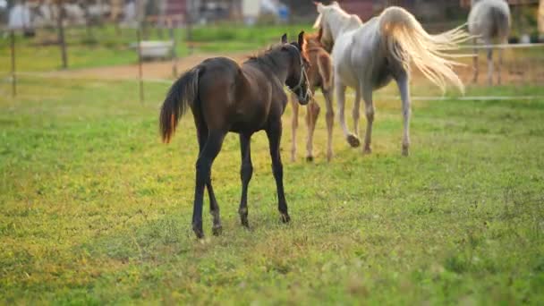 Σκούρο Καφέ Αραβικό Άλογο Πουλάρι Πόδια Πάνω Από Πράσινο Πεδίο — Αρχείο Βίντεο