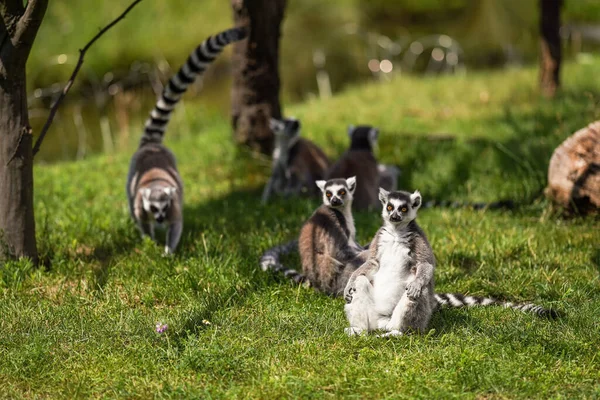 Grupo Lémures Cola Anillada Sentados Caminando Sobre Hierba Verde — Foto de Stock