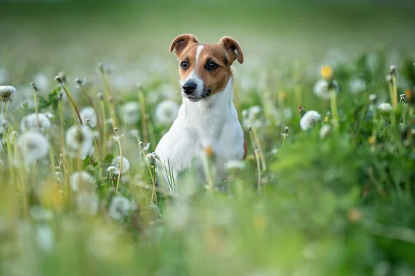 Mały Jack Russell Terrier Siedzi Zielonej Łące Trawiastej Białe Kwiaty — Zdjęcie stockowe