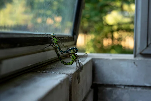 Dvě Pářící Vážky Staršího Okna Detailní Záběr — Stock fotografie
