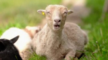 Çiftlikte yeşil çimlerle kaplı köy yolunda dinlenen koyunlar, gözleri kapalı, çiğniyorlar.