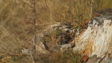 Etrafında sarı sonbahar çimenleri olan yaşlı ağaç kütüğü, yakın plan detaylı kamera yana kayar