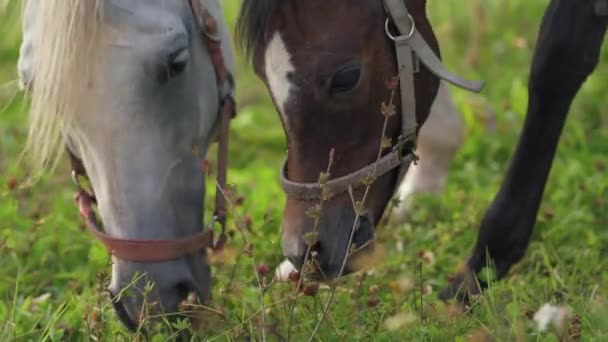 Donkerbruine Arabische Paarden Grazen Groen Veld Klein Veulen Moeder Buurt — Stockvideo