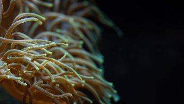 Su altı fotoğrafı - dokunaçlı yumuşak mercan ya da anemon, UV ışığı altında yayılıyor, güzel soyut deniz organik arka planı.