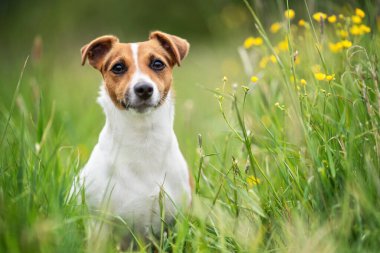 Baharda çayırda oturan küçük Jack Russell Teriyeri, yanında sarı çiçekler.