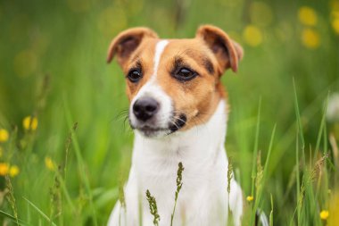 Baharda çayırda oturan küçük Jack Russell Teriyeri, yanında sarı çiçekler.