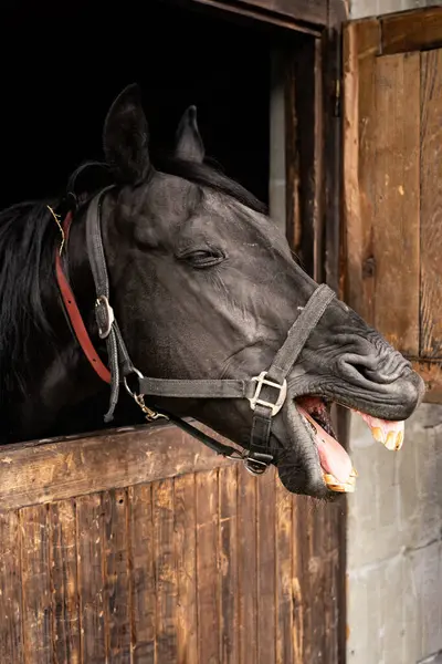 Black Arabian horse in wooden box with mouth open, eyes closed, teeth visible, closeup detail to face.