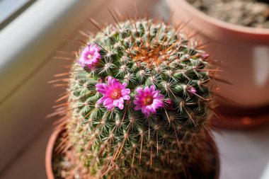 Saksıdaki küçük pembe kaktüs - Mammillaria türleri - çiçek.