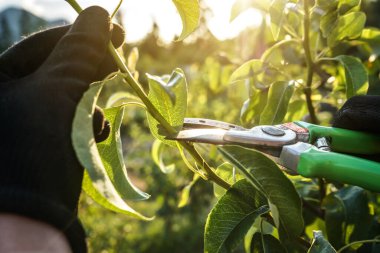 Genç meyve dallarını budama makası ile kesmek, arka planda güneş ışığı olan yakın plan detayı