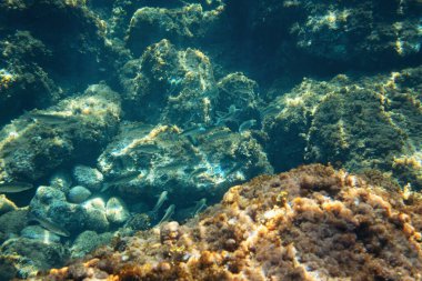Sualtı fotoğrafı - Liapades, Corfu 'da şnorkelle yüzmek. Kaya üzerinde büyüyen balık, yosun ve deniz bitkileri grubu görülüyor.