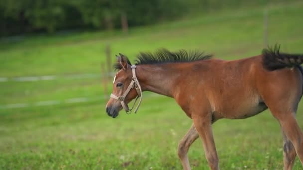 緑のフィールドを歩いてダークブラウンアラビア馬の胎児 — ストック動画
