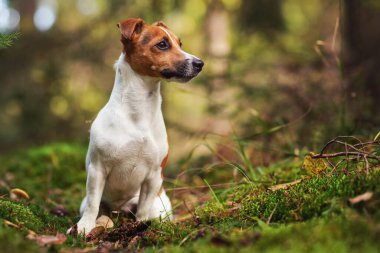 Küçük Jack Russell Teriyeri orman yolunda oturuyor yaprakları, yosunları, dalları, bulanık ağaçları var.