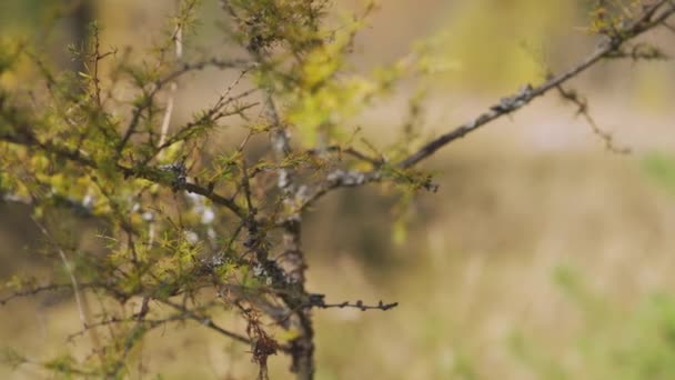 枝条上长着灰色苔藓的干枯的小落叶松灌木 秋日的阳光照射在森林的背景上模糊了 相机慢慢滑向一边 — 图库视频影像