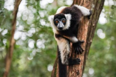 Siyah-beyaz yakalı lemur - Varecia variegata - bir ağaca tutunmuş, kameraya bakıyor, bulanık yeşil orman arka planı