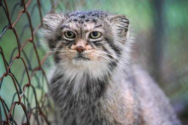 Pallas 'ın kedisi Otocolobus Manul hayvanat bahçesinde çitlerin yanında dinleniyor.