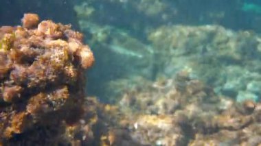 Sualtı fotoğrafı - Liapades, Corfu 'da şnorkelle yüzmek. Fazla deniz yaşamı yok - sadece kayaların üzerinde büyüyen su yosunları ve deniz bitkileri, küçük balıklar grubu - Süslü Wrasse - görünür