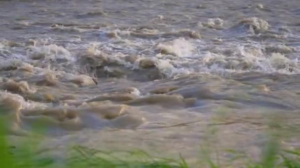 Špinavá Povodňová Voda Tekoucí Rychle Řece Detailní Záběr Zpomalené Video — Stock video