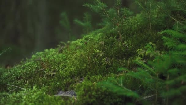 Moss Pequenos Arbustos Coníferas Crescendo Sobre Árvore Caindo Floresta Detalhe — Vídeo de Stock