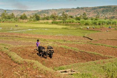 Manandoana, Madagaskar - 26 Nisan 2019: Bilinmeyen Malagasy çiftçisi iki zebu ile pirinç tarlası sürüyor - (indicine sığır), arkada daha fazla insan çalışıyor. Pirinç, Madagscar 'ın ana üretim ve ihracat ürünüdür.