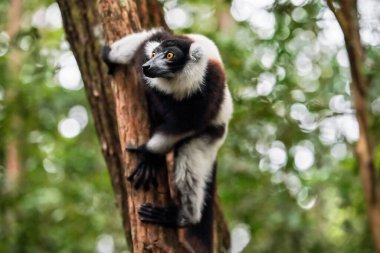Siyah-beyaz yakalı lemur - Varecia variegata - bir ağaç tutuyor, yana bakıyor, bulanık yeşil orman arka planı