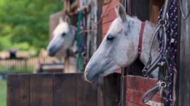 Beyaz Arap atı, kahverengi benekli, detay - sadece ahşap ahır kutusundan görünen baş, başka bir bulanık hayvan arka planı