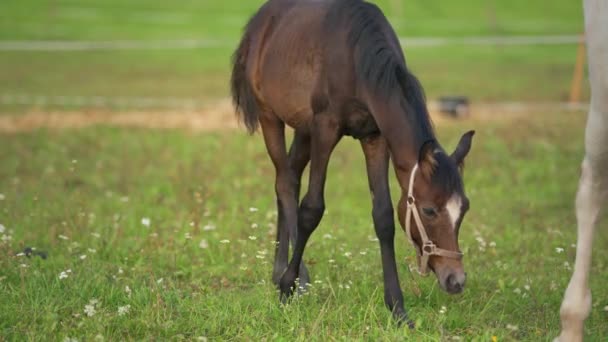 Σκούρο Καφέ Αραβικό Άλογο Πουλάρι Βόσκηση Πάνω Από Πράσινο Γρασίδι — Αρχείο Βίντεο
