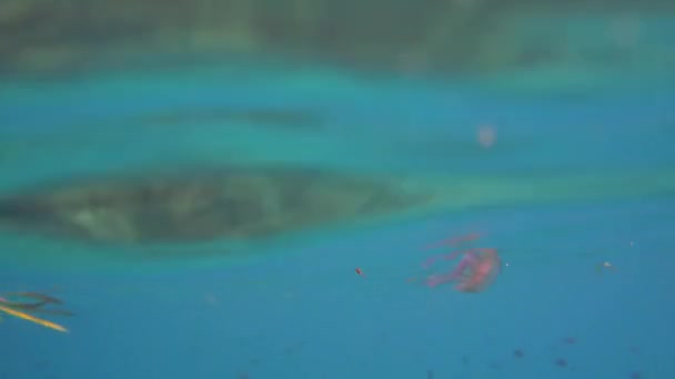 在靠近希腊科孚海滩的海面上看到的粉红色小水母 远洋水母 水下录像 — 图库视频影像