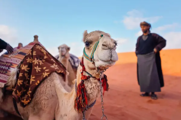 Верблюд Покоящийся Красном Песке Вади Рам Пустыня Крупным Планом Размытый — стоковое фото