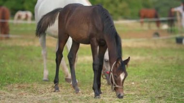 Koyu kahverengi Arap tayı yeşil çimlerin üzerinde otluyor. Yakınlarda bir beyaz hayvan daha yavaşça yana doğru yürüyor.