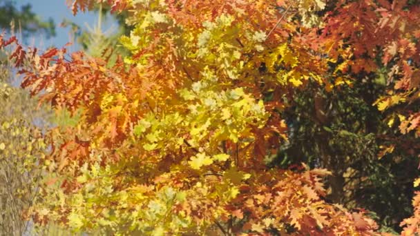 Солнце Светит Яркими Оранжевыми Желтыми Осенними Цветными Листьями Движущимися Медленным — стоковое видео