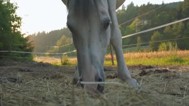 White Arabian Horse Eating Hay Ground Closeup Detail Head Backlight — Stock Video