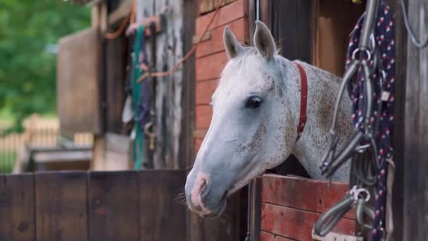 Bílý Arabský Kůň Hnědými Skvrnami Detail Pouze Hlava Viditelná Dřevěné — Stock video