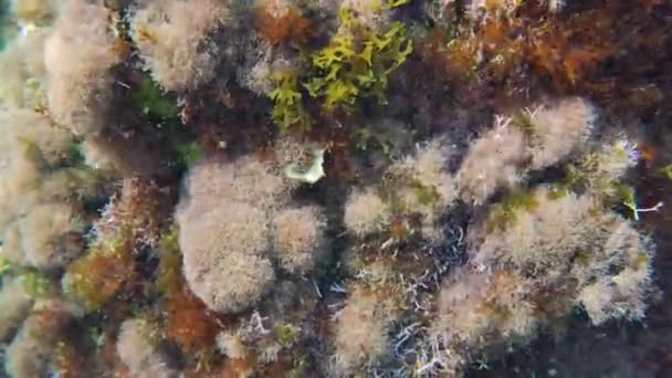 海洋表面近くの岩で成長する水中植物と藻類 ギリシャのリムニでシュノーケリング — ストック動画