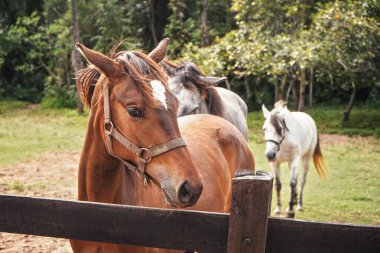 Tahta çitlerin yanında duran bir grup beyaz ve kahverengi at. Arka planda bulanık Afrika ormanları. Madagaskar 'da at sürüsü.