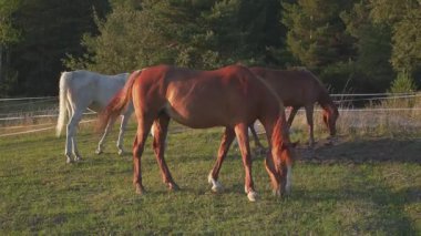 Kahverengi ve beyaz Arap atları yeşil alanda otluyor, öğleden sonra güneşi onlara parlıyor, arka planda bulanık elektrikli çitler.