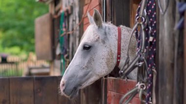 Beyaz Arap atı, kahverengi benekli, detay - sadece ahşap ahır kutusundan görünen baş, başka bir bulanık hayvan arka planı