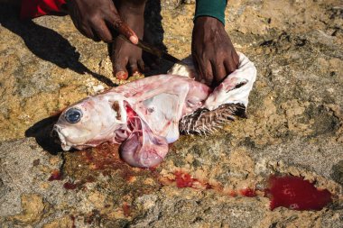 Malagasy fisher cleaning freshly caught porcupine pufferfish on the beach, detail as sun shine over his bare feet and hand holding knife cutting fish, intestines visible