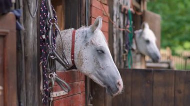 Beyaz Arap atı, kahverengi benekli, detay - sadece ahşap ahır kutusundan görünen baş, başka bir bulanık hayvan arka planı