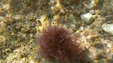 Limni, Yunanistan 'da şnorkelle yüzmek, kamera suya dalmak - deniz yüzeyi yakınlarındaki kayalarda büyüyen su altı bitkileri ve algler