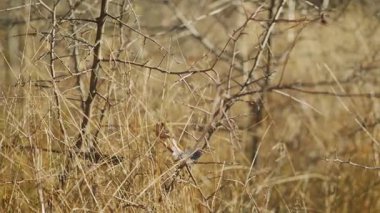 Dikenli küçük kuru çalılar, bulanık sonbahar güneşi sarı çimenleri aydınlatıyor, kamera yavaşça yana kayıyor