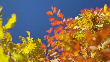 Güneş parlak turuncu ve sarı sonbahar renklerinde yapraklar yavaş rüzgarda hareket ediyor, koyu mavi gökyüzü arkasında, yakın plan - soyut Hint yaz havası arka planı