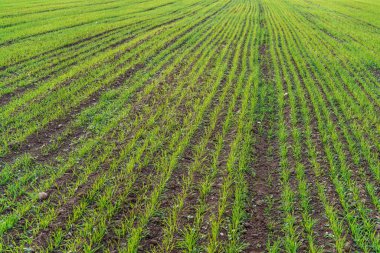 Buğday fidanlarıyla dolu bahar düzenli sıralar oluşturuyor.