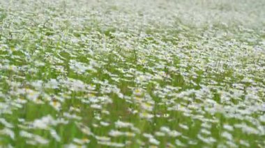 Bir sürü papatya çiçeğinin açtığı bahar çayırı ağır rüzgarlar, alan videosunun sığ derinliği, odak noktasında sadece birkaç taç yaprağı.