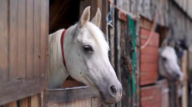 Beyaz Arap atı, kahverengi benekli, detay - sadece ahşap ahır kutusundan görünen baş, başka bir bulanık hayvan arka planı
