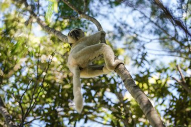 Verreaux 'nun beyaz lemuru, doğal yaşam alanlarındaki bir ağaç dalında asılı duruyor - Isalo parkı, Madagaskar, aşağıdan manzara