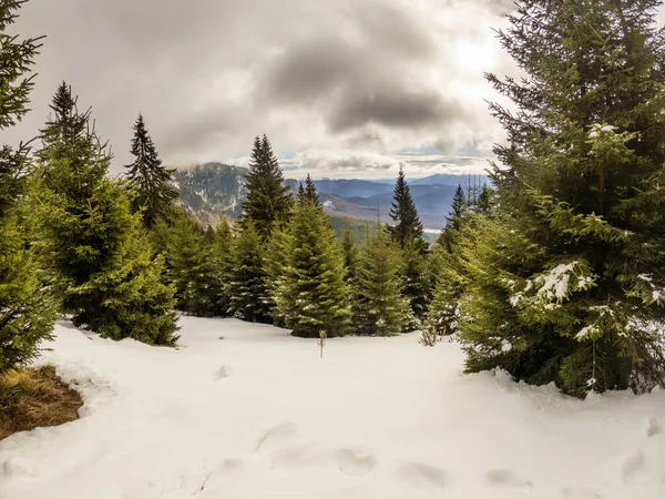 Вид Засніжений Ялиновий Ліс Зима — стокове фото