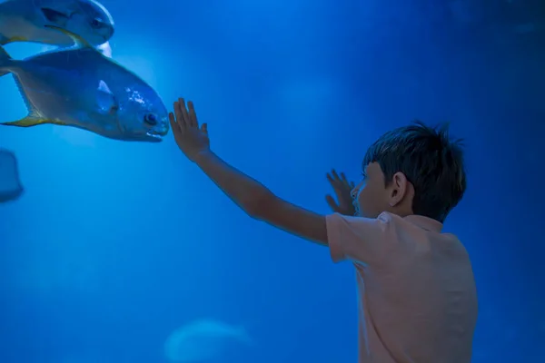 水中生活に驚かされたかわいい少年 水族館のガラスに触れる ストックフォト