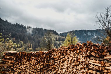 Kış için odun topluyor, ısınma mevsimi için odun kesiyor.