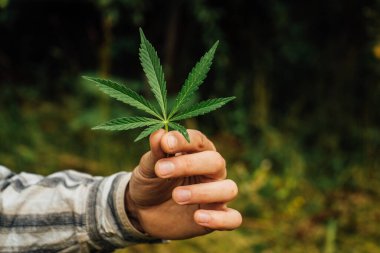 Erkek elinde yeşil marihuana yaprağı, sigara ve sağlık için tıbbi esrar