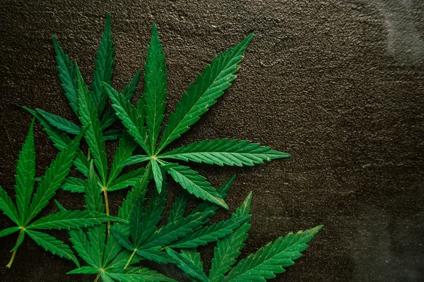 Grüne Blätter Von Marihuana Medizinischer Hanf Rauch Des Rauchens Auf lizenzfreie Stockbilder